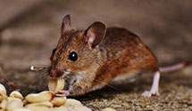 24 Hour & Emergency Exterminators in Cherry Run, PA